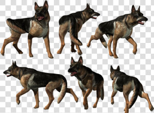 German Shepherd Png   Old German Shepherd Dog  Transparent Png