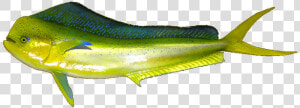 Mahi Mahi   Mahi Mahi Fishes Png  Transparent Png