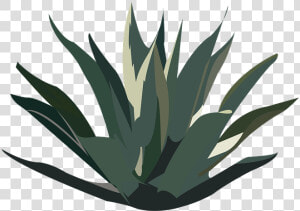 Maguey  Desert  Plant  Tequila  Agave  Mexico  Nature   Agave De Maguey Png  Transparent Png