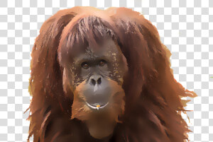 Monkey  Orangutan  Watercolor  Animal  Primate  Mammal  HD Png Download