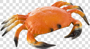 Crab Png Transparent Background   Transparent Image Of Crab  Png Download