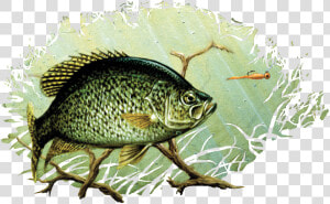 Black Crappie Drawing Painting Largemouth Bass Art   Crappie Drawing  HD Png Download