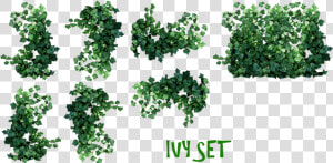 Real Leaves Png Pic   Real Ivy Plants Png  Transparent Png