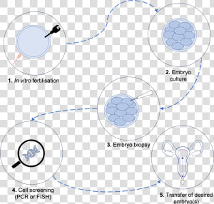 Pgd Process  HD Png Download