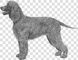 Irish Water Spaniel Outline  HD Png Download