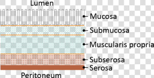 Bowel Layers  HD Png Download