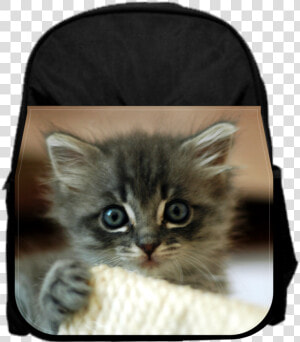 Cute Kitten   Kittens Tampa  HD Png Download