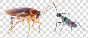 Cockroach Png Transparent Image   Cockroaches Use Karate Kicks To Avoid Becoming Zombies  Png Download