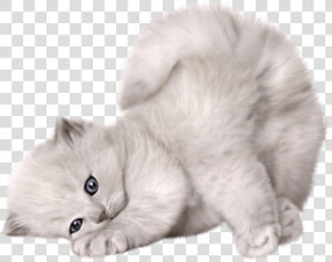 White Pussy Cat Png  Transparent Png