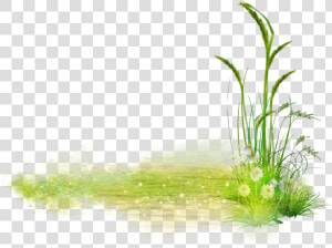  grass  flower  green  whiteflower   Sweet Grass  HD Png Download