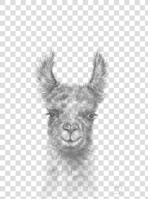 Transparent Llamas Png   Realistic Pencil Llama Drawing  Png Download