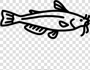 Catfish Coloring Page  HD Png Download