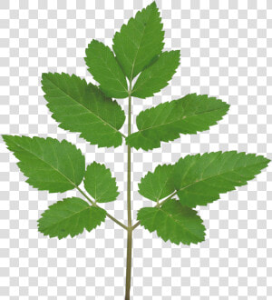 Vegetation Smallplant 21   Leaves Branch Tree Texture  HD Png Download