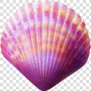 Seashell Purple Clip Art   Sea Shell Png  Transparent Png