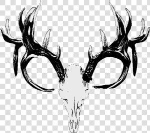 Red Deer Hunting White tailed Deer Skull   Deer Antlers Png Transparent  Png Download