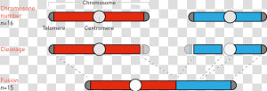 Fusing Yeast Chromosomes   Fusion Of Two Chromosomes  HD Png Download