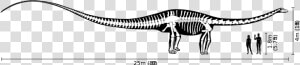 Diplodocus Size  HD Png Download