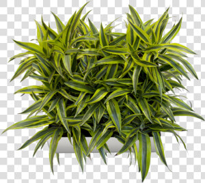 Vertical Garden Png   Plant For Vertical Garden Png  Transparent Png