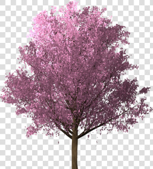 Sakura  Cherry Blossom  Pink  Spring  Tree  Blossom   Arvore Rosa Png  Transparent Png