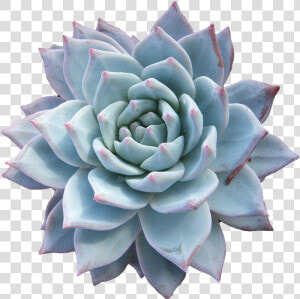 Echeveria Png  Transparent Png