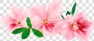 Azalea   Azalea Png  Transparent Png