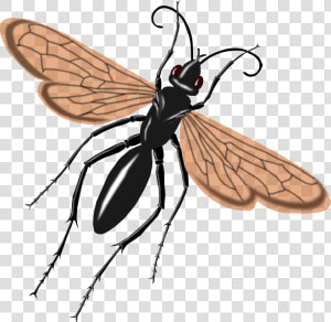 Wasp Clipart Tarantula Hawk   Tarantula Hawk Wasp Drawing  HD Png Download