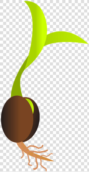 Seed Library Services Grimsby   Seed Clipart  HD Png Download