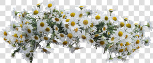  daisies  flowers  crown  wildflowers  flowercrown   Wreath Daisies Png  Transparent Png