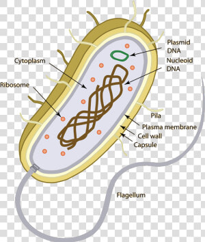 Precambrian Single Celled Organisms  HD Png Download