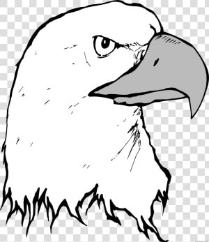 Eagle Animal Free Black White Clipart Images Clipartblack   Beak Clipart  HD Png Download