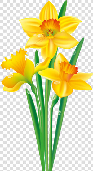 Flower Png Vector Clipart   Daffodil Flower Clip Art  Transparent Png