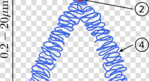 Botany Chromosomal Aberrations  Structural Chromosomal   Chromosomes Meaning In Urdu  HD Png Download