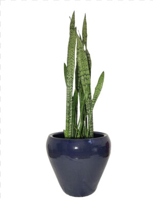 Tipos Plantas Ornamentais Pequena   Flowerpot  HD Png Download