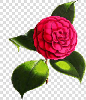 Camellia Flower   Digital Flowers Transparent Background  HD Png Download