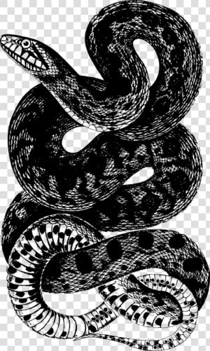 Camiseta Rattlesnake Snake  HD Png Download