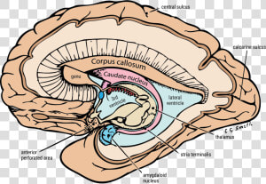 Limbic System Caudate Nucleus  HD Png Download