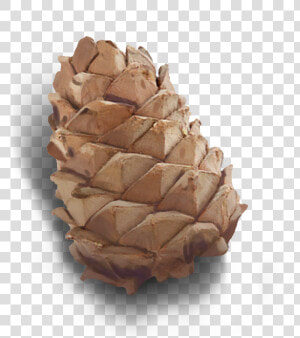 Conifer cone   Conifer Cone  HD Png Download