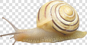 Snail Png Image   Snail Transparent  Png Download