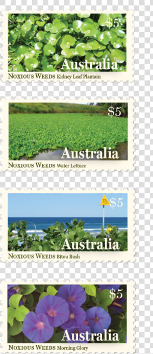 Postage Stamp Design Byron Bay Graphic Designs Loretta   Blue Violet  HD Png Download