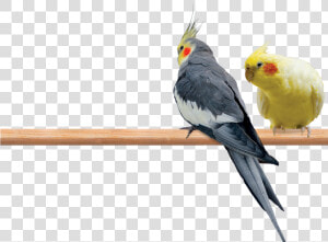 Photo Of A Male And Female Cockatiel Perched On A Limb   ایا مرغ عشق با عروس هلندی جفت می شود  HD Png Download