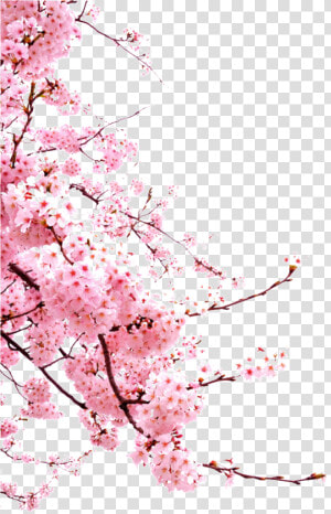 Romantic Chinese Style Painted Pink Flower Elements   Japanese Cherry Blossom Png  Transparent Png