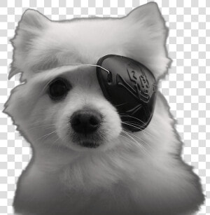 Perro Con Parche En El Ojo  HD Png Download