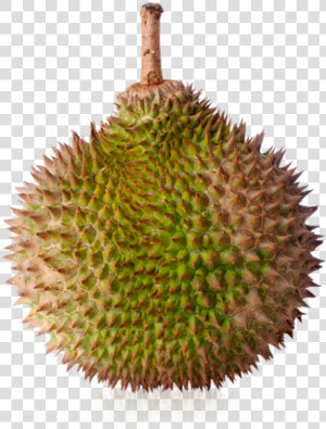 Transparent Durian Png  Png Download