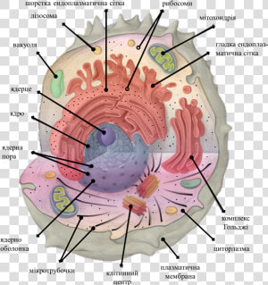 Icon For Template Of Cell Organelles   Animal Cell Organelles  HD Png Download