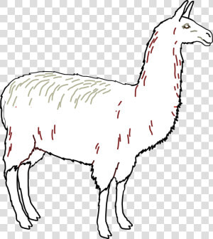 Llama Animal Mammal Free Picture   Ham Tina  HD Png Download