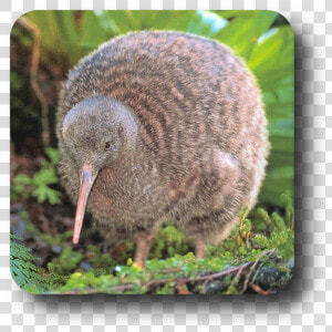 Publicat De Eu Ciresica La   Baby Great Spotted Kiwi  HD Png Download