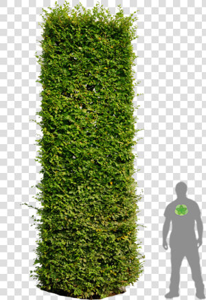 Hedges Clipart Plan   Photoshop Hedge  HD Png Download