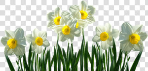 Daffodils Transparent  HD Png Download