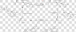 Summary Of S adenosyl Methionine Regeneration Cycle   S Adenosylmethionine  HD Png Download