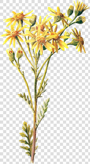 Goldenrod Flower Clipart Graphic Free Library Antique   Wild Flowers Png  Transparent Png